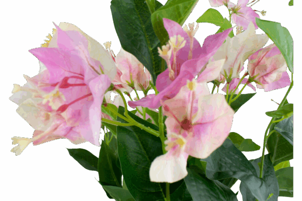 Product image thumbnail