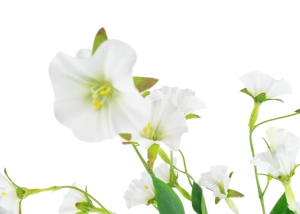 Product image thumbnail