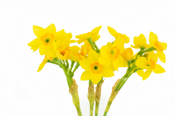 Product image thumbnail