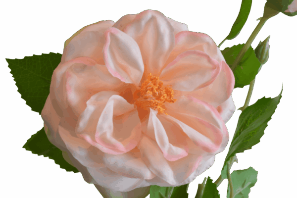 Product image thumbnail