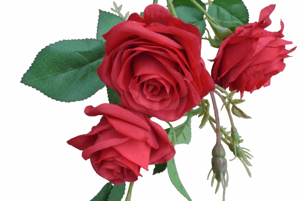 Product image thumbnail