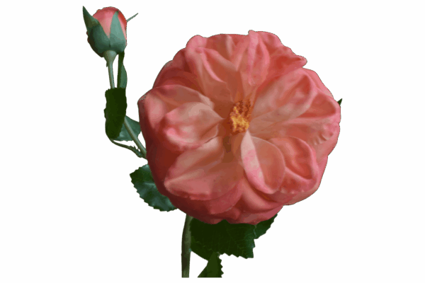 Product image thumbnail