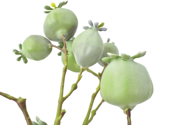 Product image thumbnail