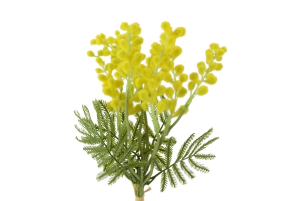 mimoza