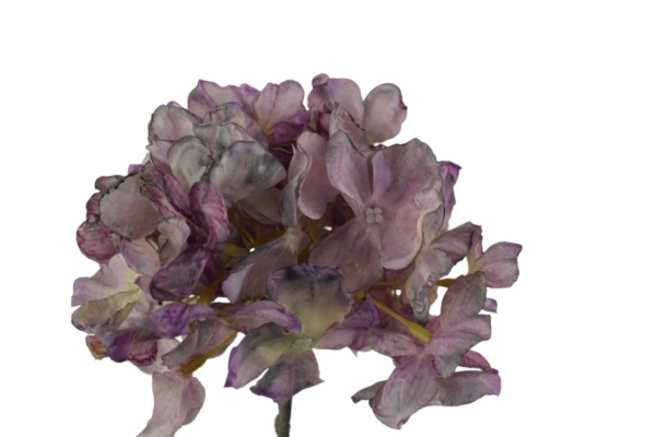 hortensja suszona