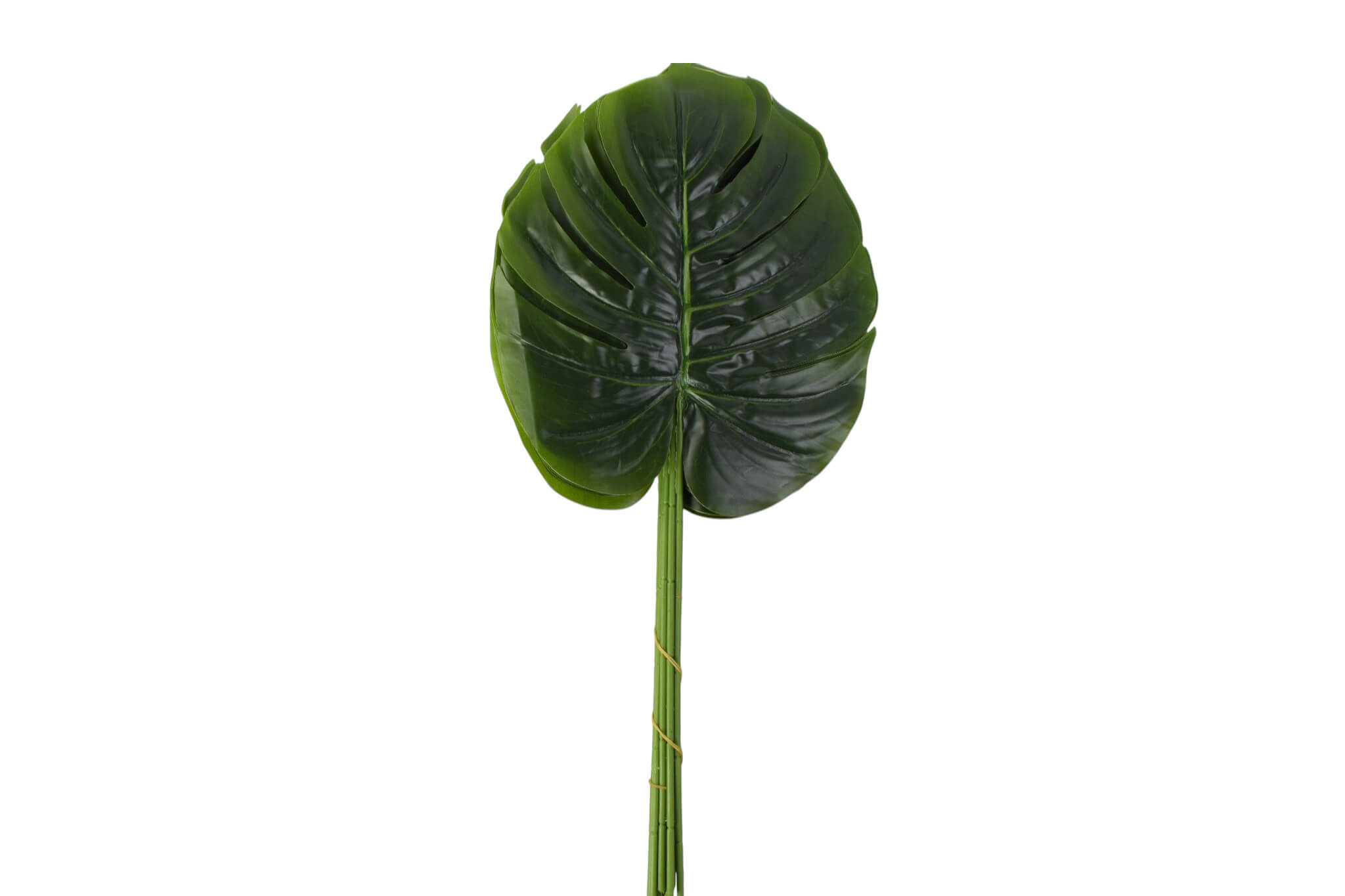 liść monstera