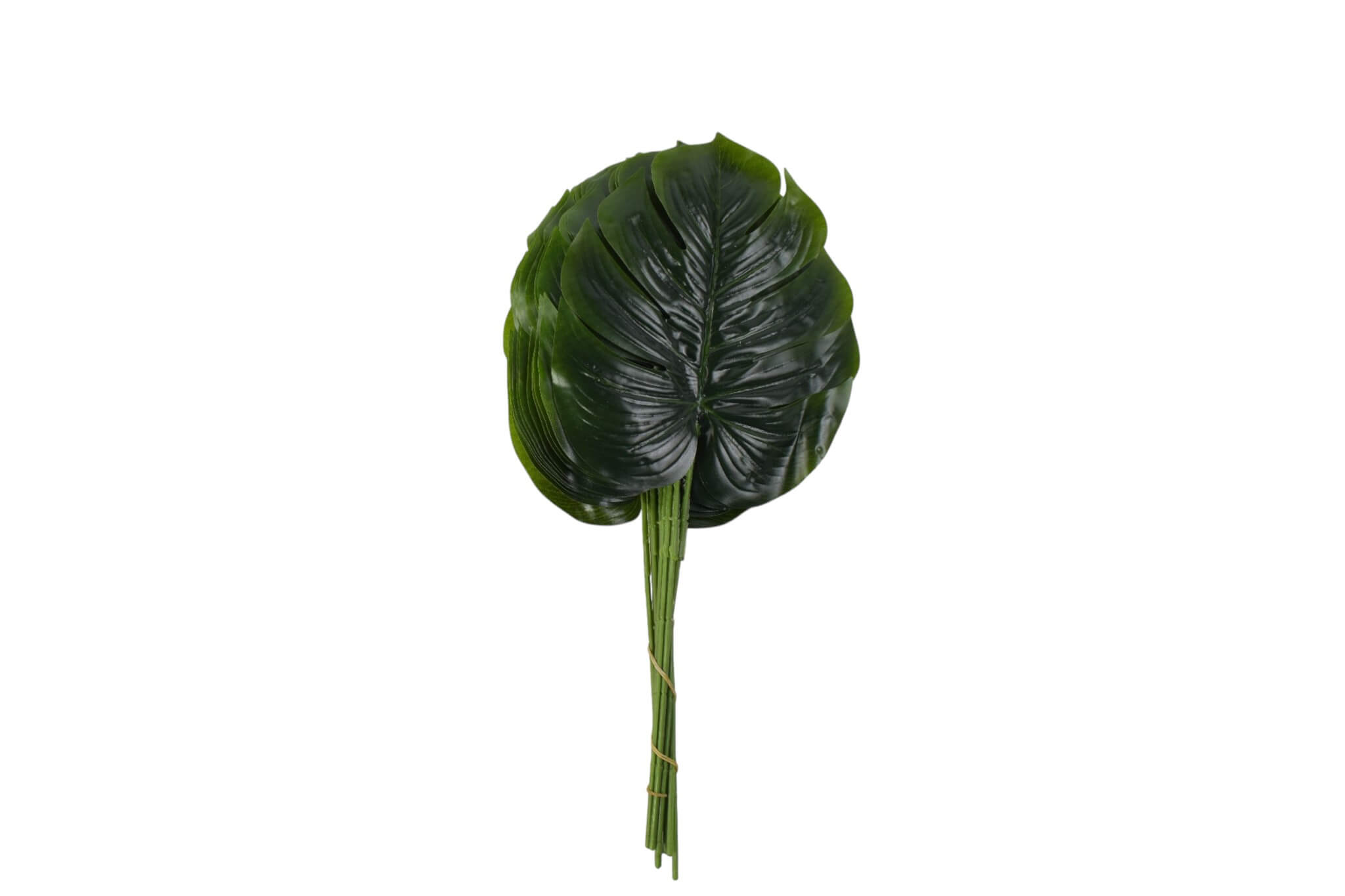 liść monstera