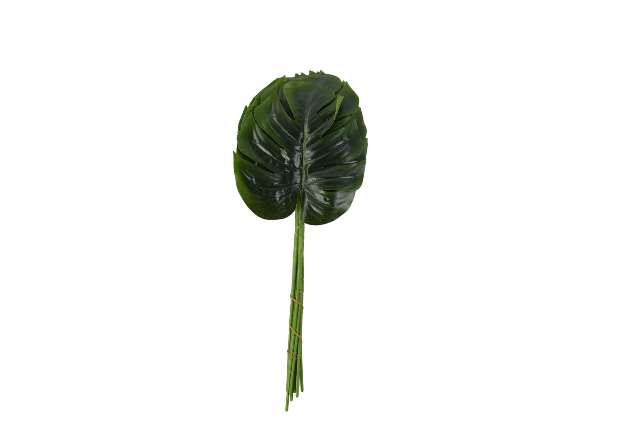 liść monstera