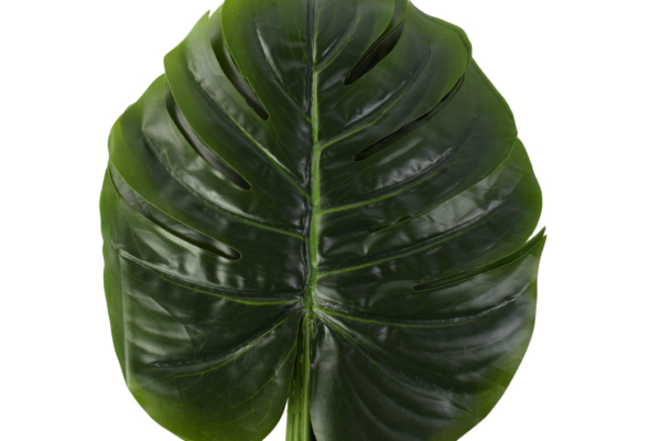 liść monstera