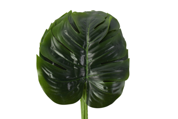 liść monstera