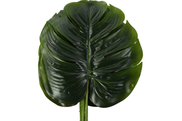 liść monstera