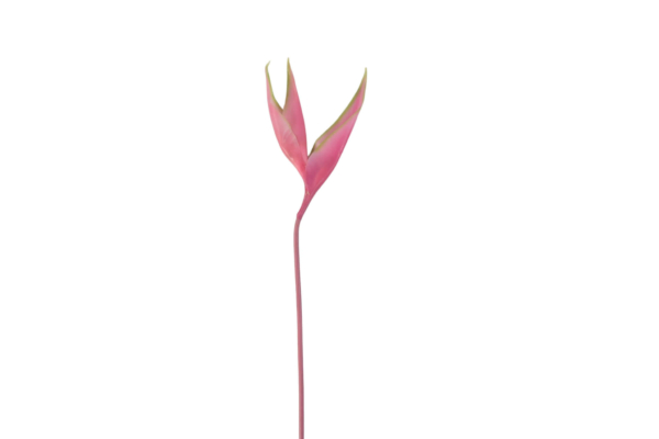 helikonia