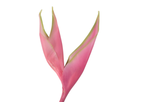 helikonia