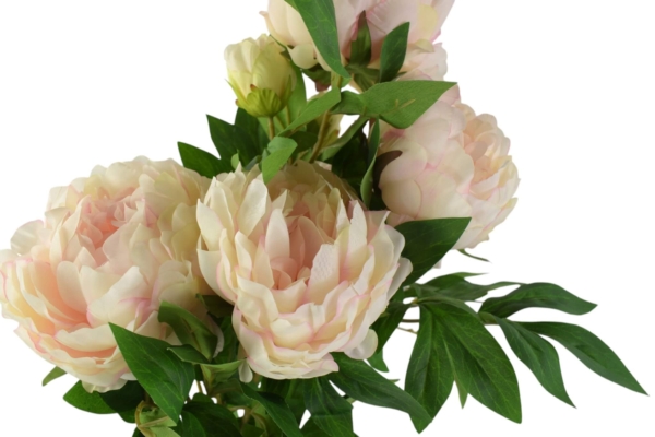 bukiet peonia