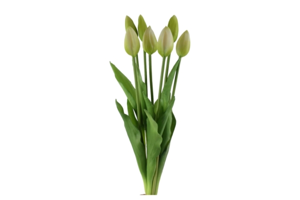 tulipan gumowy