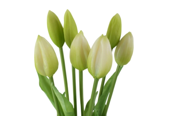 tulipan gumowy