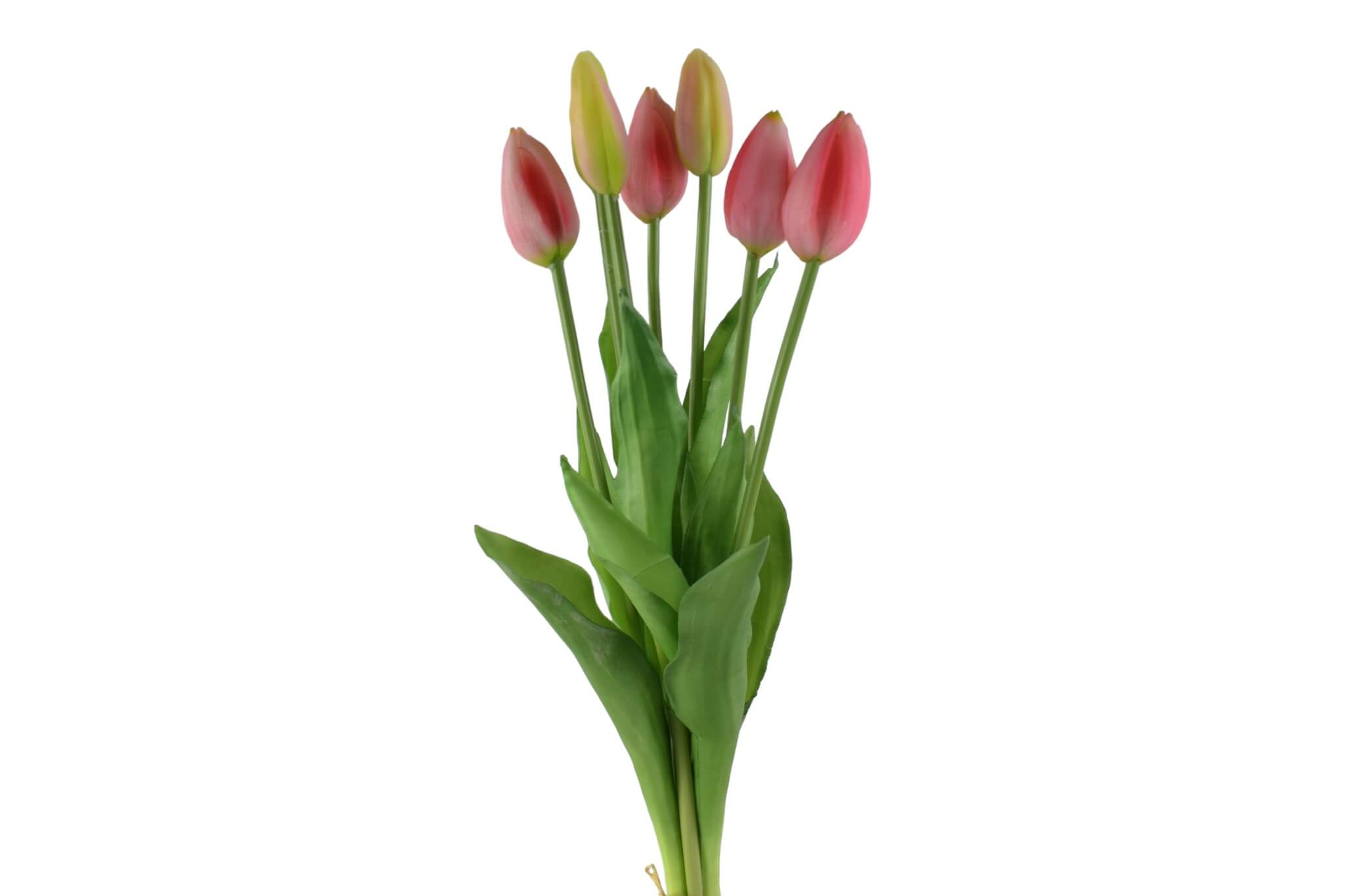 tulipan gumowy