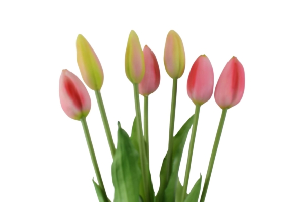 tulipan gumowy