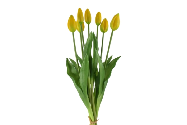 tulipan gumowy
