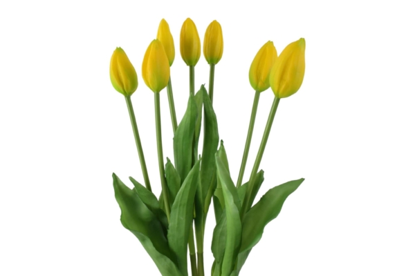 tulipan gumowy