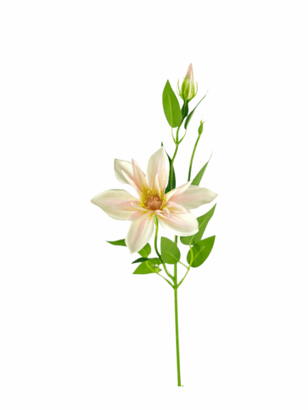 klematis pik