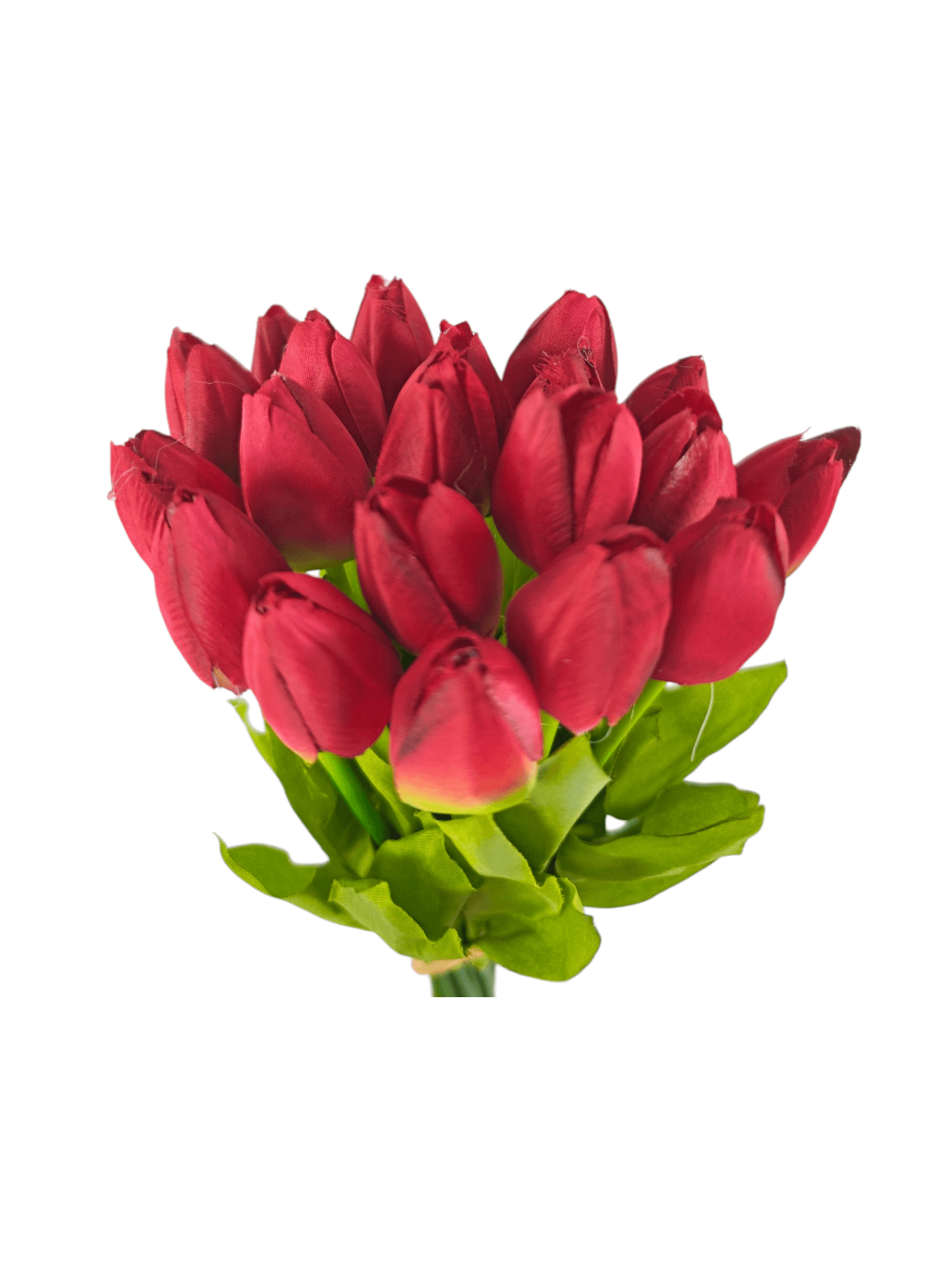 tulipan drobny