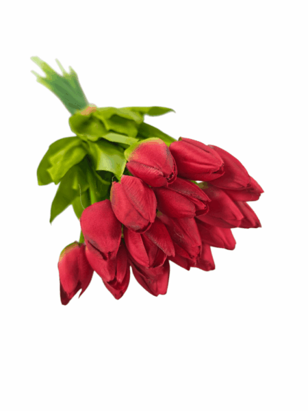 tulipan drobny