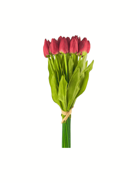 tulipan drobny
