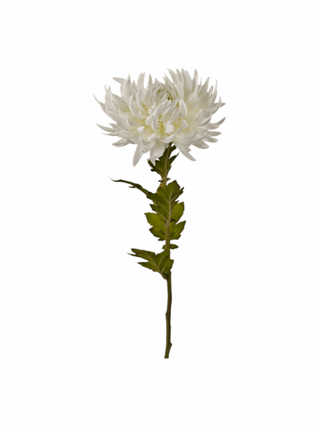 chryzantema strzepiasta