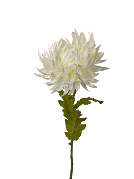 chryzantema strzepiasta