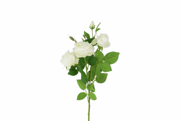 Róża gałązkowa rozwinięta 80 cm