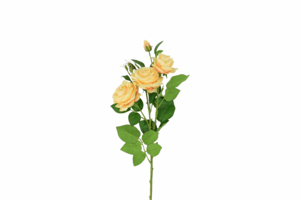Róża gałązkowa rozwinięta 80 cm