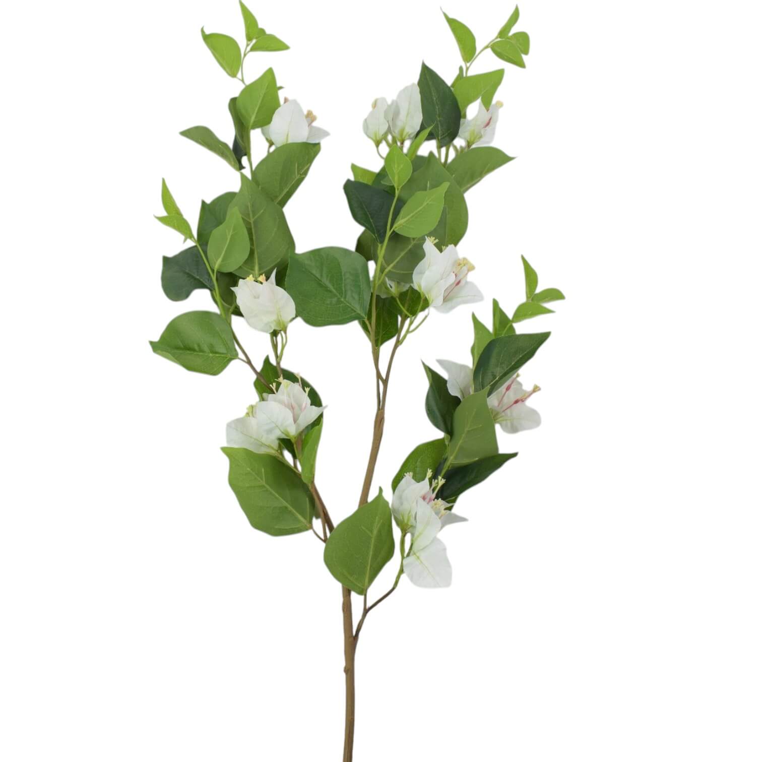 bugenwilla