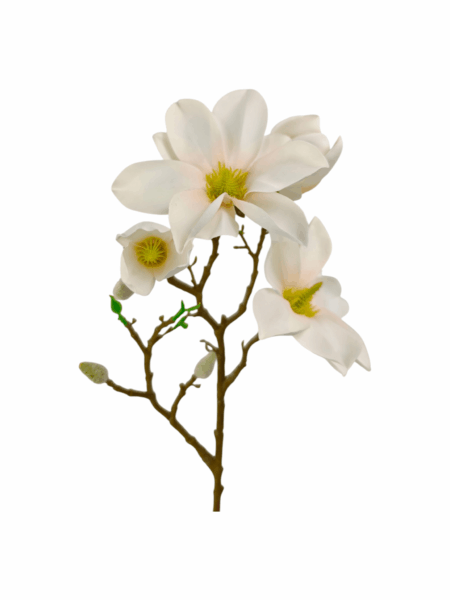 magnolia galazkowa