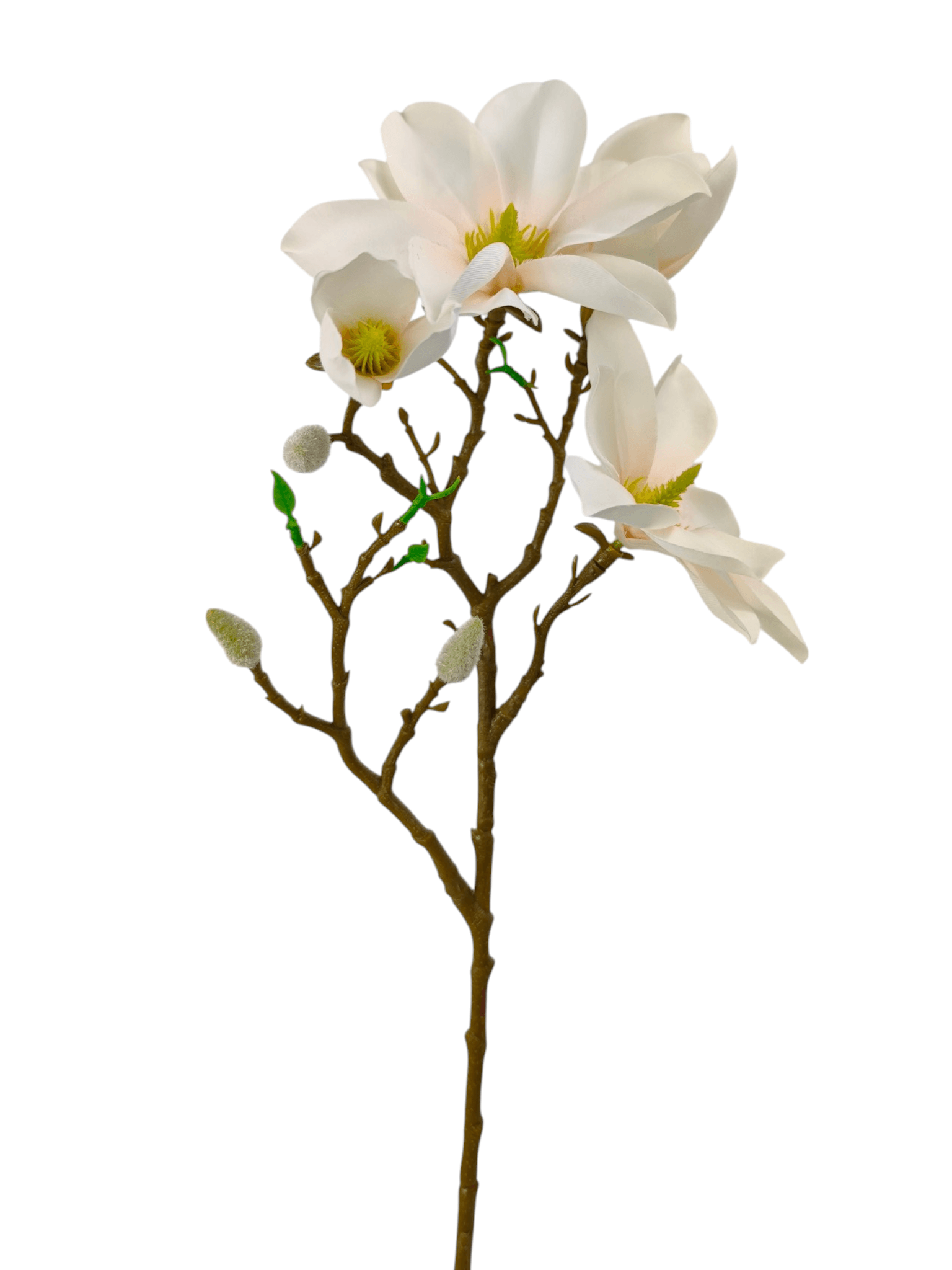 magnolia galazkowa