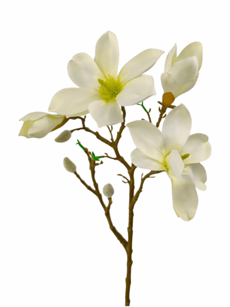 magnolia galazkowa