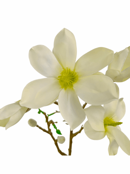 magnolia galazkowa