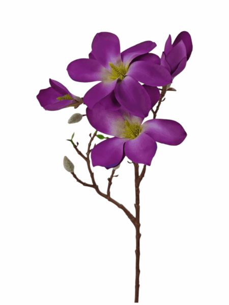 magnolia galazkowa