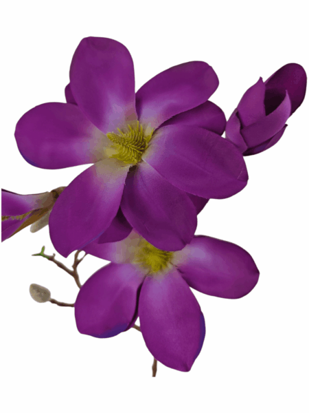 magnolia galazkowa
