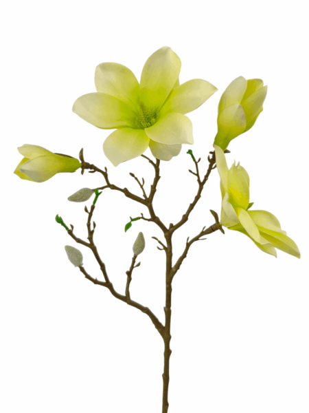 magnolia galazkowa