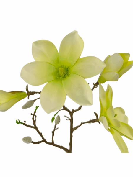 magnolia galazkowa