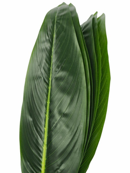Liść strelicja