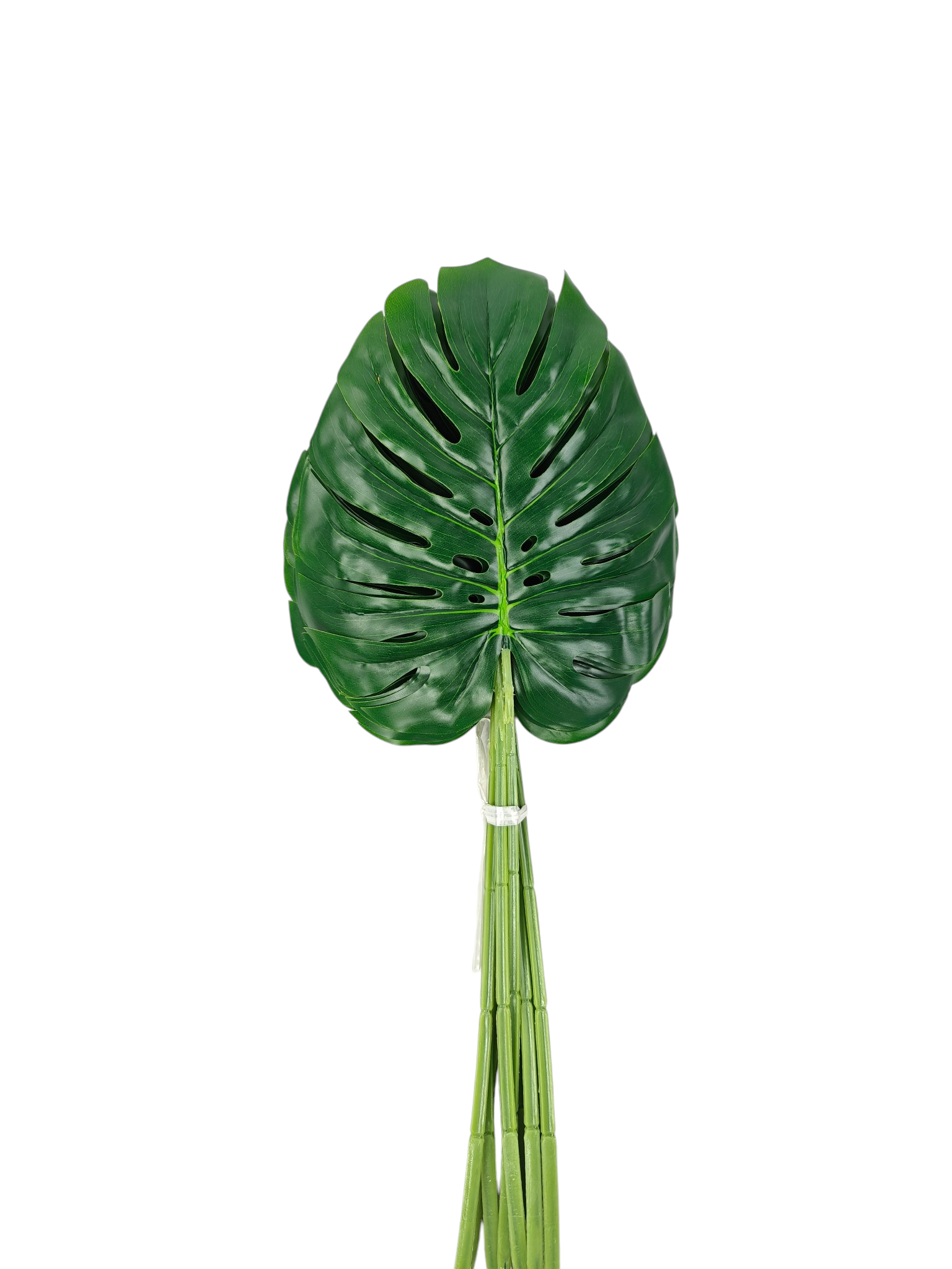 Liść Monstera