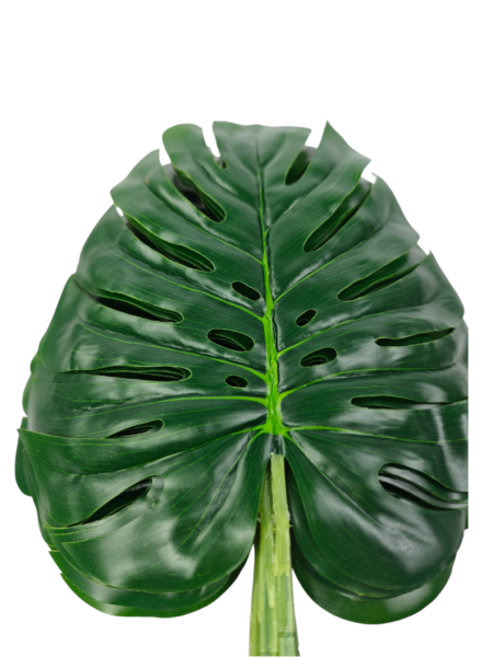 Liść Monstera