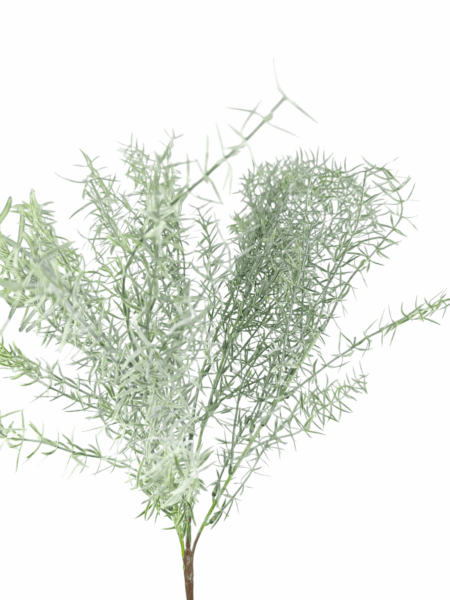 Asparagus sztuczny
