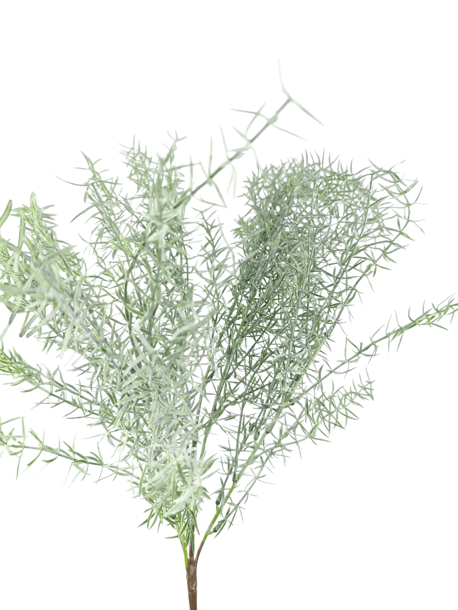 Asparagus sztuczny