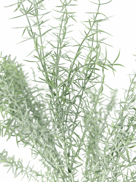 Asparagus sztuczny