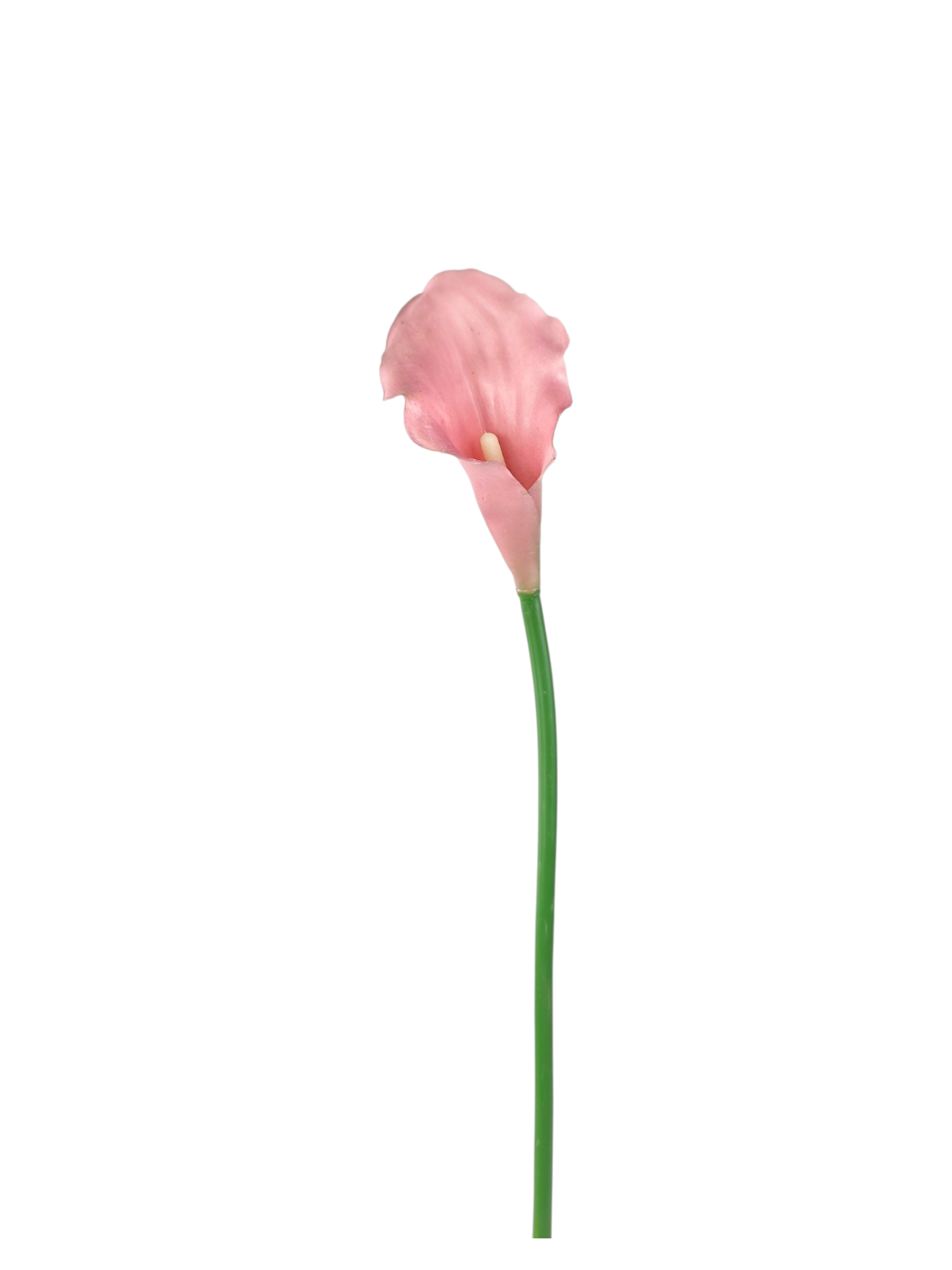 Calla gumowa