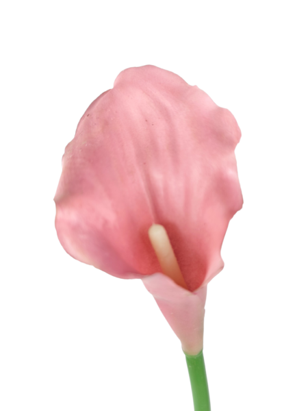 Calla gumowa