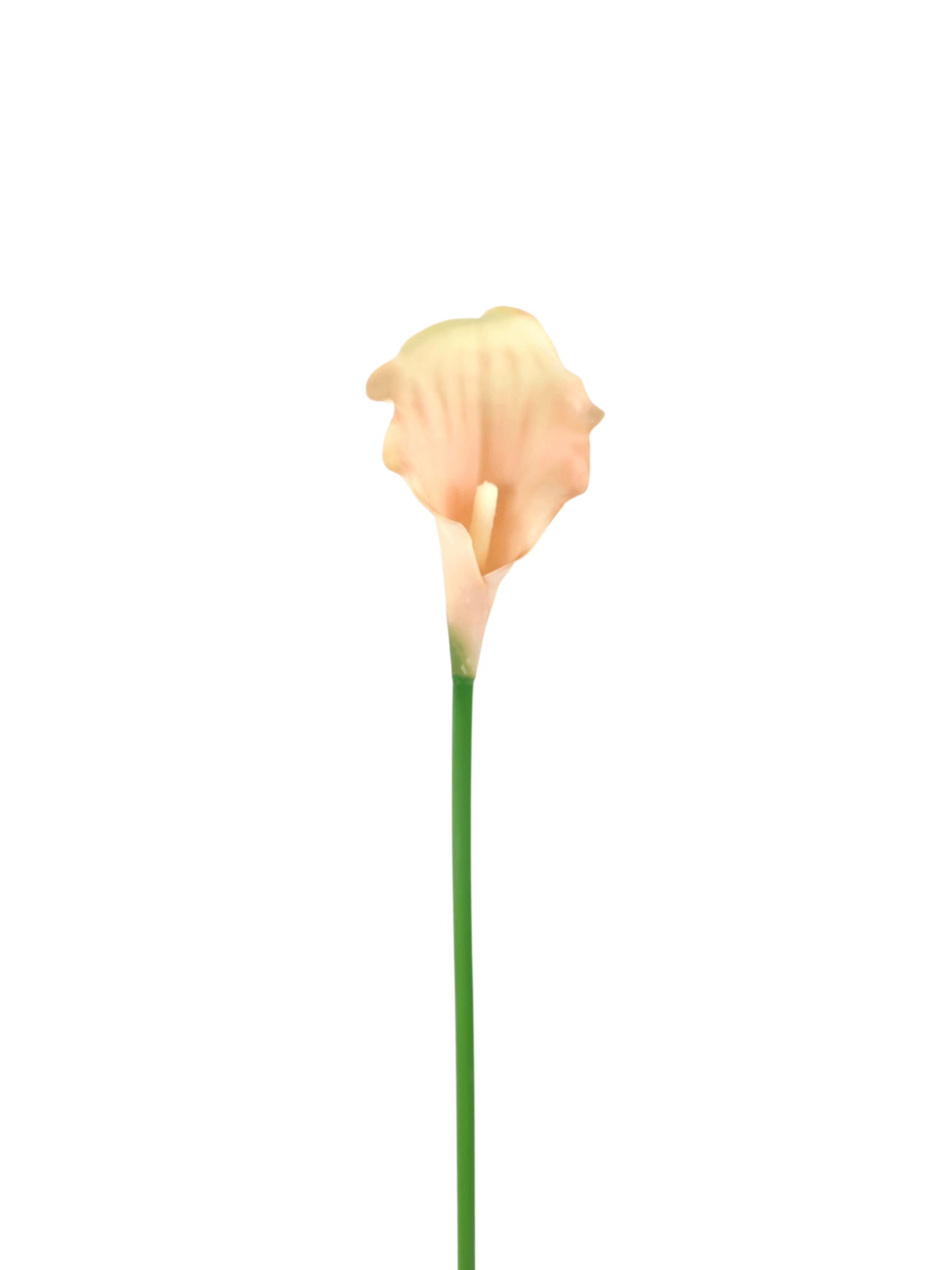 Calla gumowa
